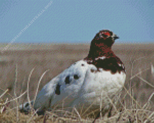 Willow Ptarmigan Diamond Painting