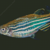 Zebrafish Diamond Painting