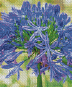 Agapanthus Diamond Painting