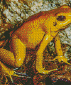 Golden Poison Frog Diamond Painting