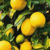 Lemon Plant Diamond Painting