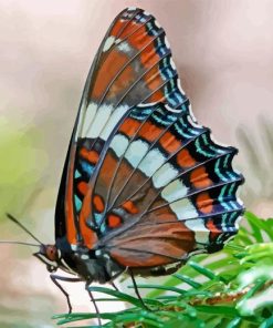 White Admiral Diamond Painting